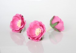 Polyanthus rose 