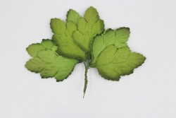 Leaves with a stem 