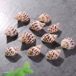 Decorative shells 