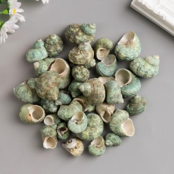 Decorative shells 