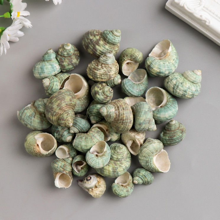 Decorative shells "Turquoise", 4 pieces