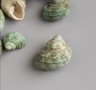 Decorative shells "Turquoise", 4 pieces