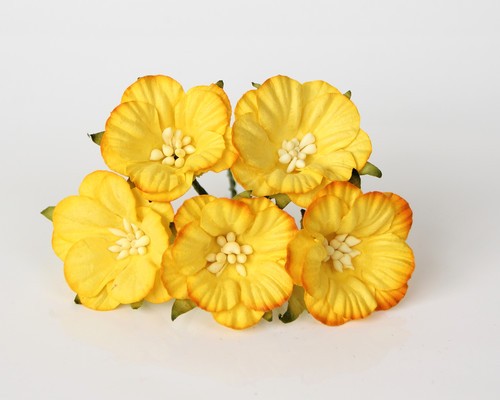 Convolvulus "Yellow" size 4 cm, 1 pc