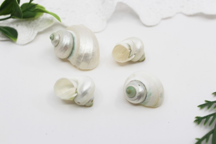 Decorative shells "Mother of Pearl", 4 pcs
