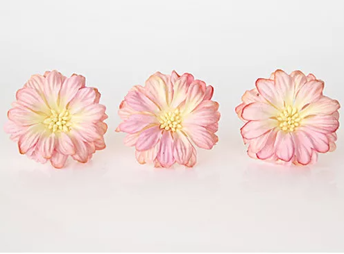 Gerberas are large "Pink-yellow", size 6 cm, 1 piece 