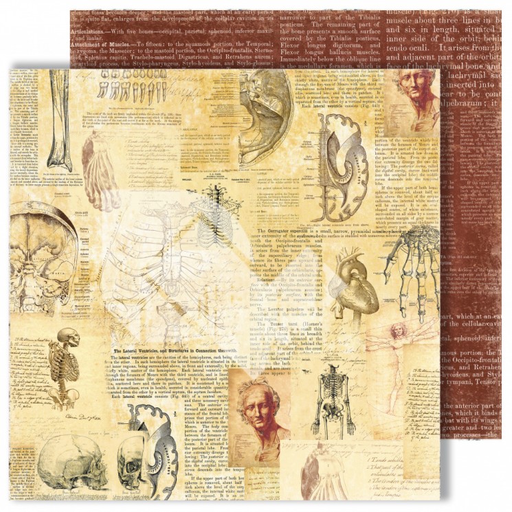 Double-sided sheet of paper Dream Light Studio Homo sapiens "Writing", size 30, 48X30, 48 cm, 250 g /m2